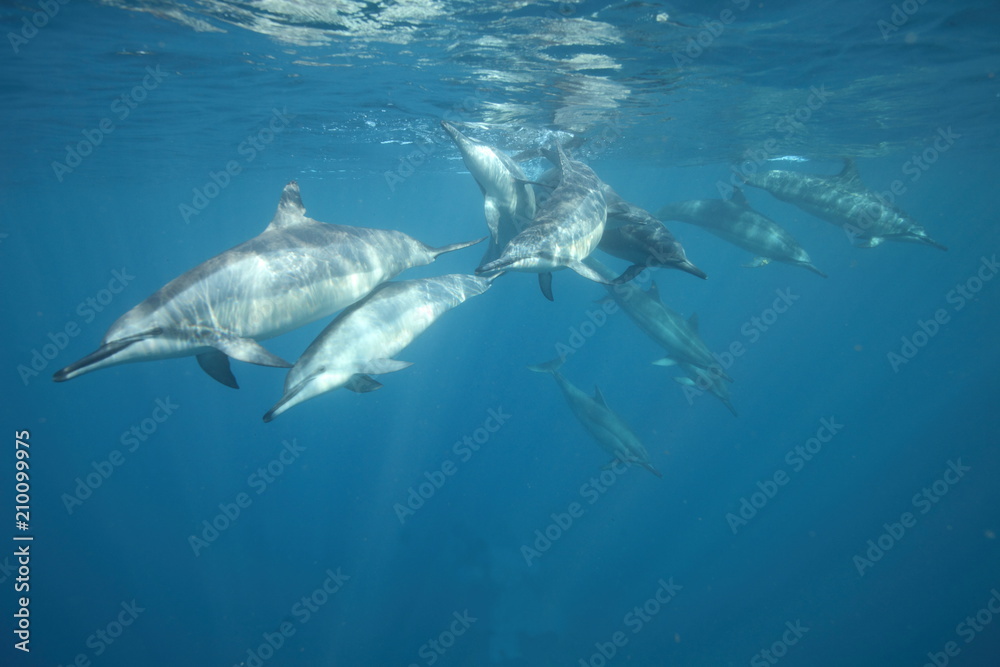 Naklejka premium Underwater swimming with a pod of dolphins coming right at me
