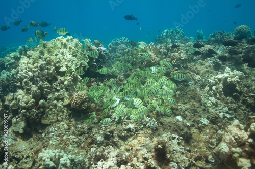Fototapeta Naklejka Na Ścianę i Meble -  School of tropical fish underwater Hawaii