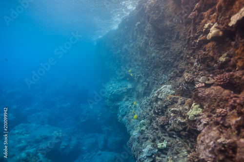 Light rays in a beautiful underwater scene