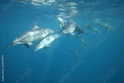 Underwater swimming with a pod of dolphins coming right at me © DaiMar