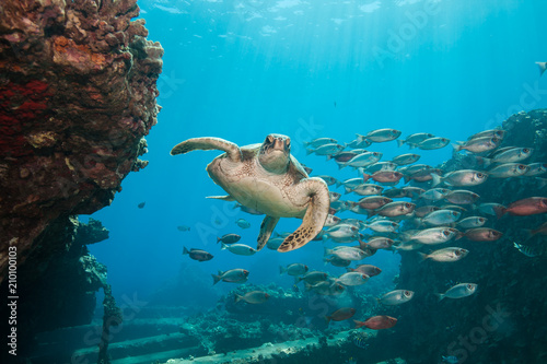 Diving with a curious green sea turtle in blue water