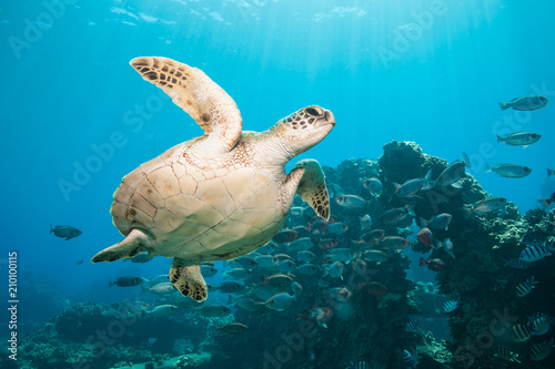 Diving with a curious green sea turtle in blue water © DaiMar