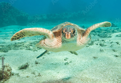 Close encounter with a green sea turtle in clear blue tropical water © DaiMar