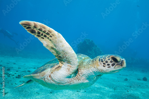 Close encounter with a green sea turtle in clear blue tropical water