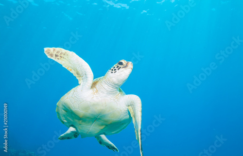 Close encounter with a green sea turtle in clear blue tropical water