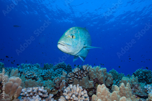 Big fish closeup swimming at camera