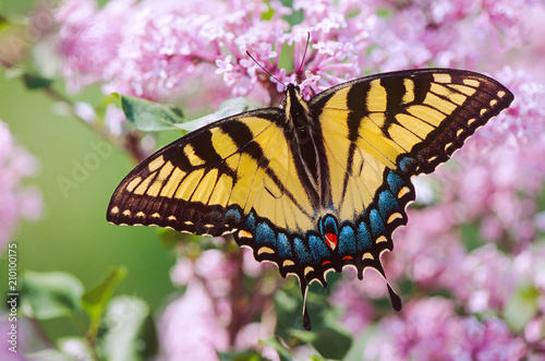 Tiger Swallowtail butterfly on lilac flowers