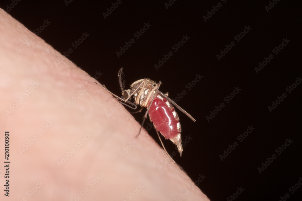 biting mosquito, full of blood