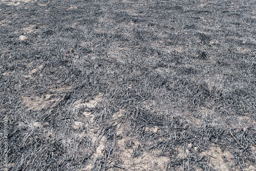 Burned Rice Straw Field, Desolate Landscape