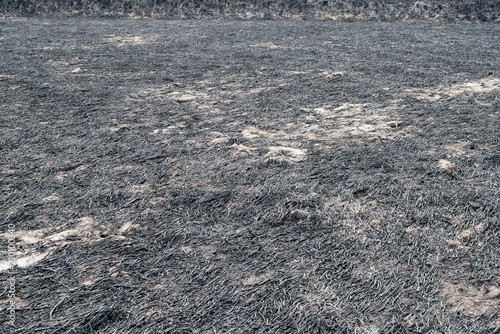Burned Rice Straw Field, Desolate Landscape