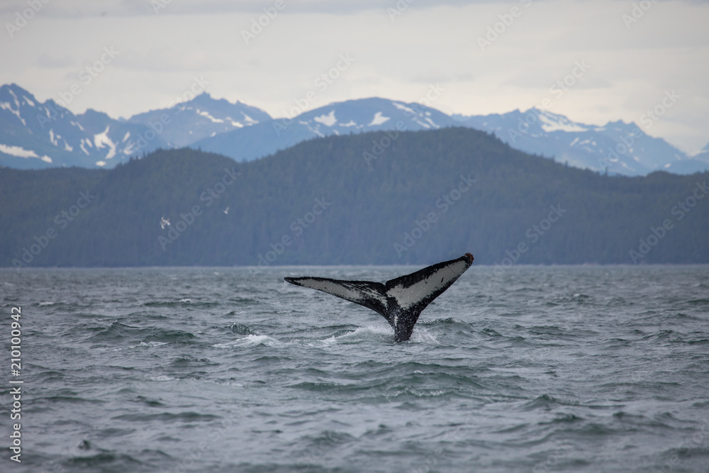 Fototapeta premium Humpback whale tail with snowy mountains in the background