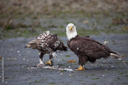Juvenile eagle and adult bald eagle