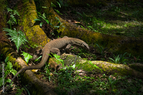 Water Monitor Lizard on Tropical Singapore Tree Roots