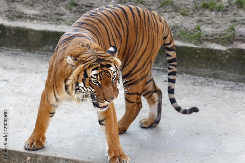 tiger walking through the aviary