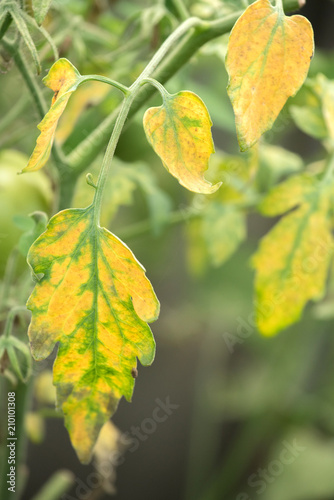 Disease of the leaves of ripening green tomatoes in the garden in summer