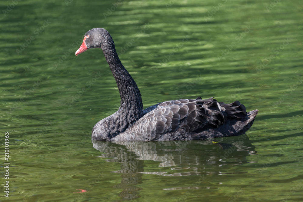 Black swan