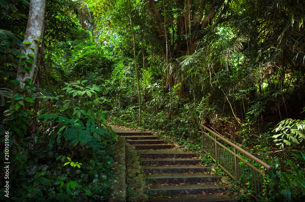 Obraz premium Exotic Jungle Steps With Lush Vines and Plants - Singapore