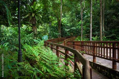 Bukit Timah Handrail and Hiking Path Through Singapore Jungle photo