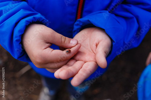 red ladybug sitting on the hands of a child