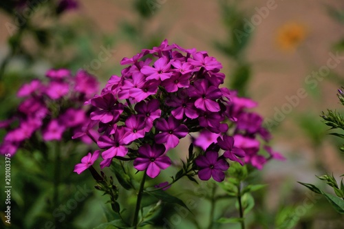 Fototapeta Naklejka Na Ścianę i Meble -  Beautiful Purple Flowers
