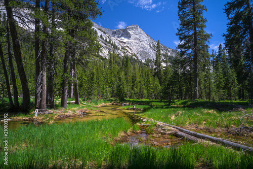 Forest Creek and Green Marsh, With Granite Mountain View - Yosemite National Park