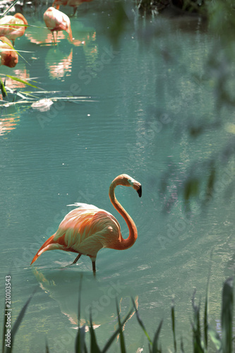 Pink flamingo walking in water