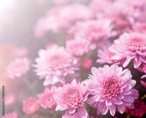 Soft blurred Chrysanthemum Gompie Pink flower for background