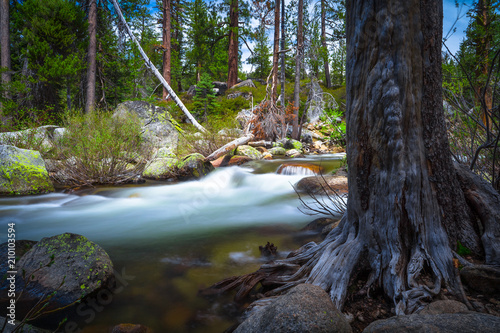 Flowing Sierra Mountain Creek and Forest Trees - Yosemite National Park