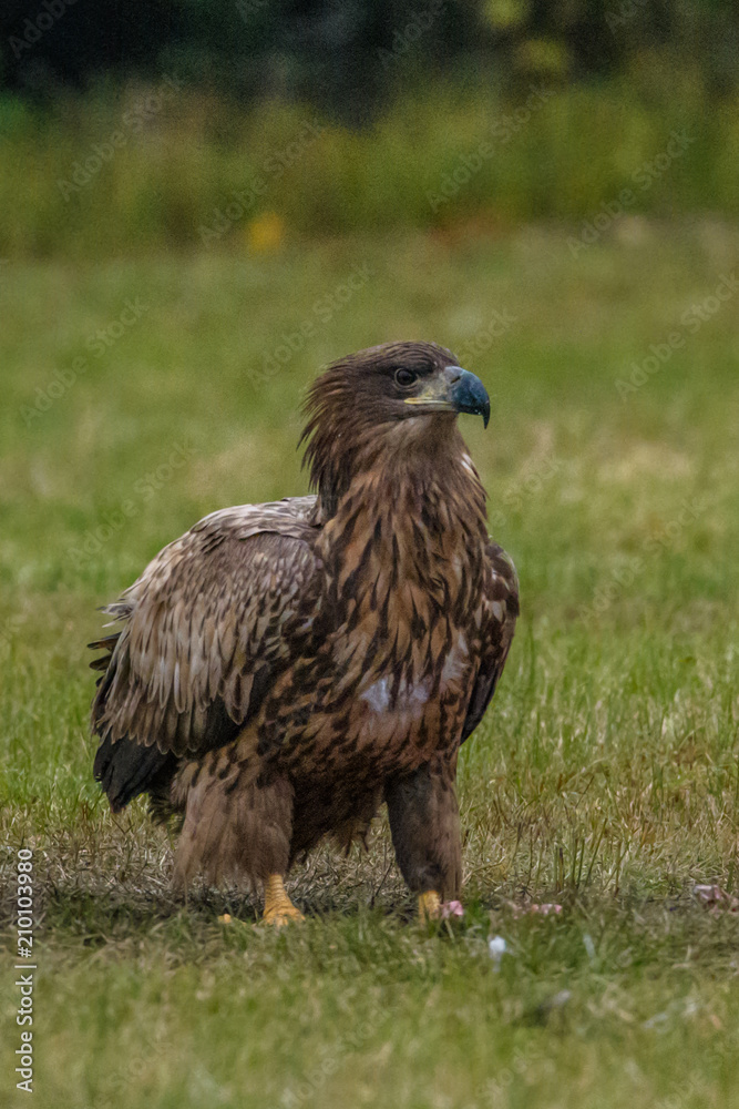 Obraz premium Haliaeetus albicilla, White-tailed Eagle, Sea Eagle, Poland