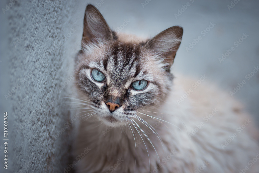 Cat eyes and stare Cat eyes and stare
