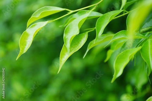 Green leaves background