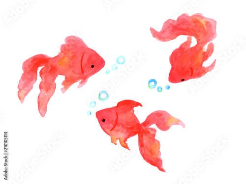 金魚水彩イラスト