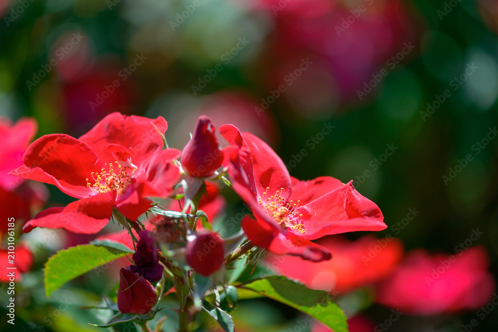 Obraz premium Beautiful red roses flowers with blurred green background