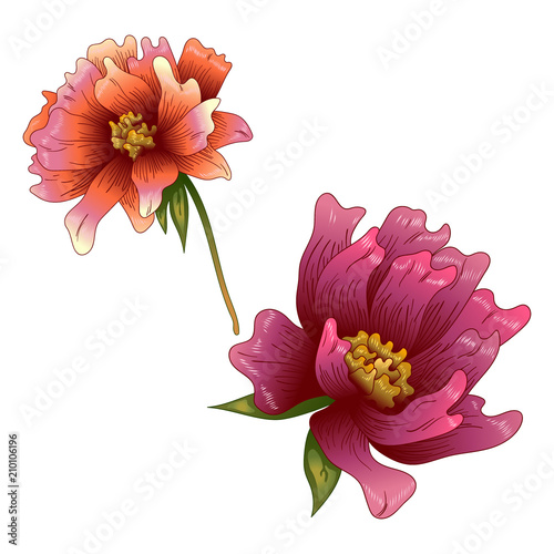 Pink peony flower in a vector style isolated. Full name of the plant: peony. Vector flower for background, texture, wrapper pattern, frame or border.