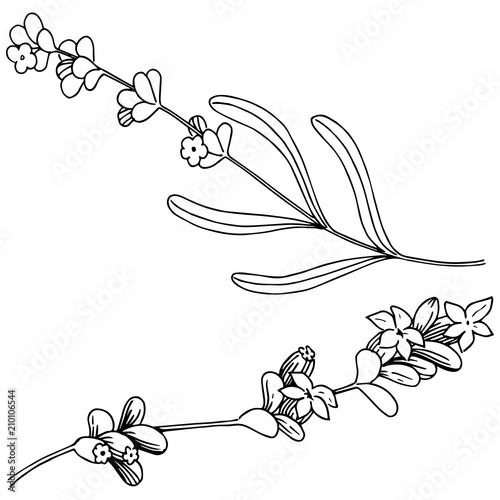 Lavender  flower in a vector style isolated. Full name of the plant: lavender. Vector flower for background, texture, wrapper pattern, frame or border.