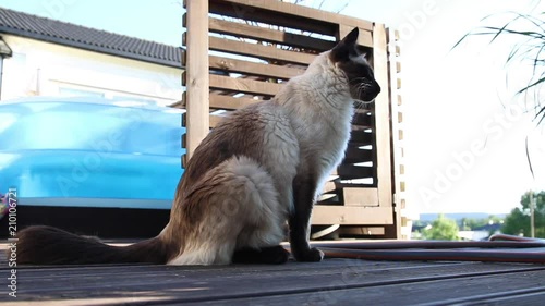 Balinsese cat, longhaired siamese enjoying the life on the paddock at summertime photo