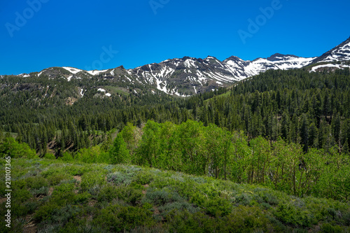 Green Alpine Forest With Snowy Spring Peaks