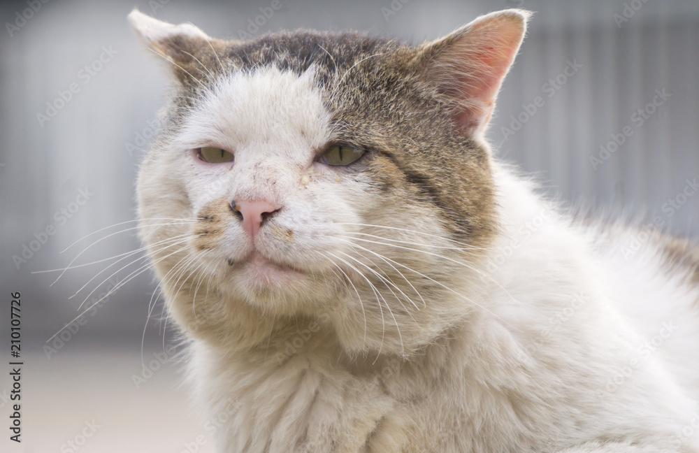 老猫 老猫