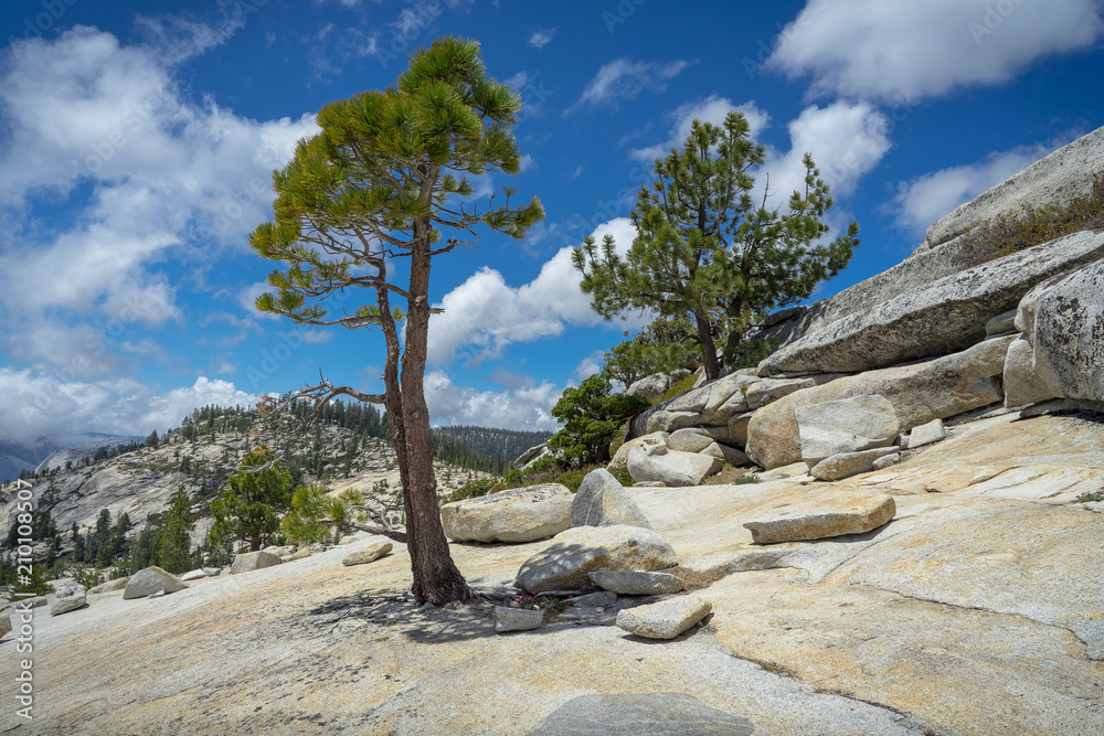 Pine Trees Among Yosemite's Granite Slabs