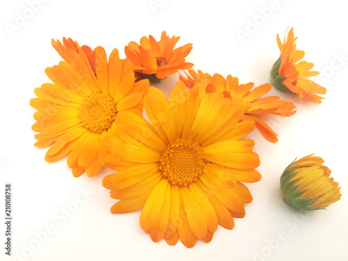Background with calendula flowers
