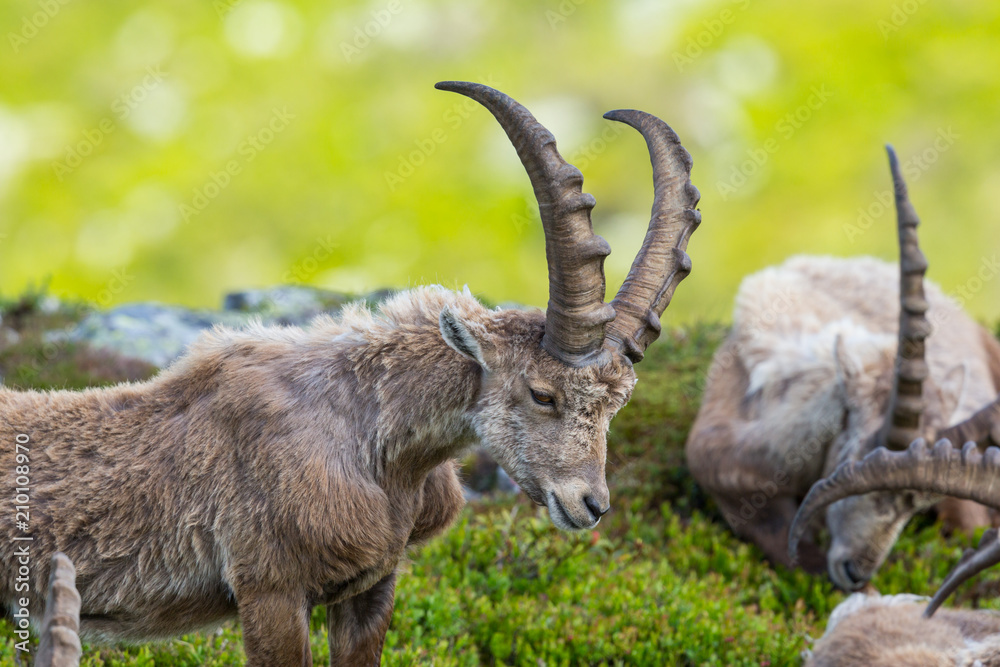 group of horned male alpine capra ibex capricorns in green environment