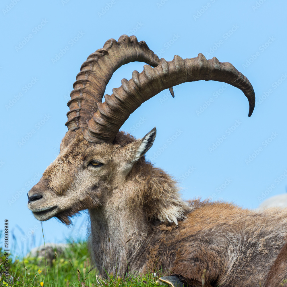 side view portrait male alpine ibex capricorn