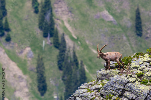 male alpine ibex capricorn standing on rocks looking in abyss