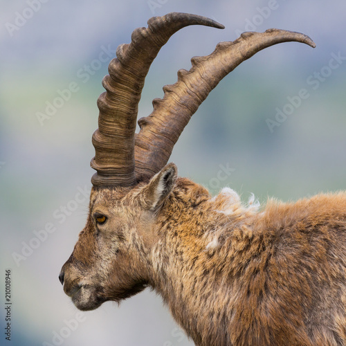 side view horned adult male alpine ibex capricorn