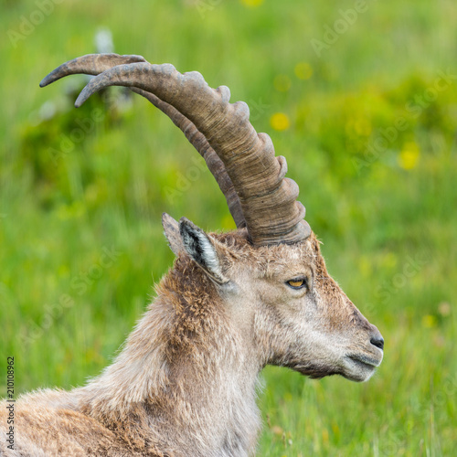 side view male alpine ibex capricorn in green meadow