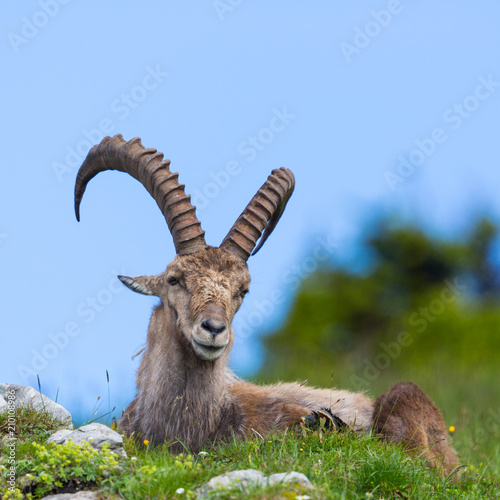 front view male alpine ibex capricorn sitting in green meadow