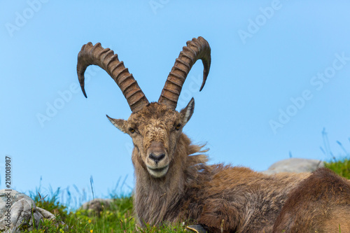 front view portrait lying male alpine ibex capricorn