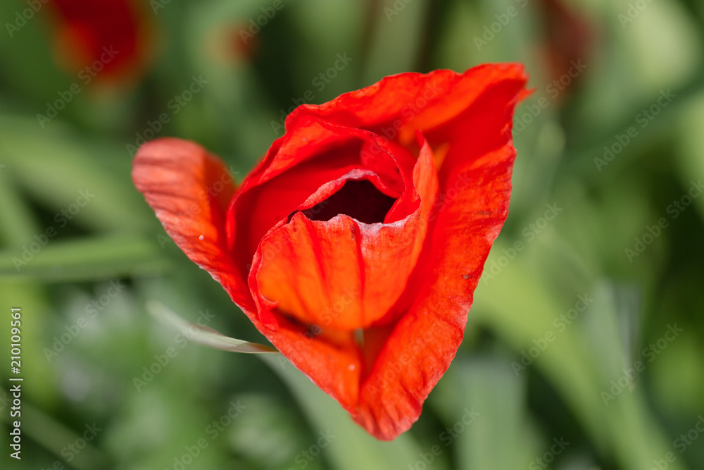 flower flower