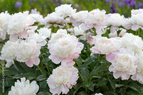 Fototapeta Naklejka Na Ścianę i Meble -  flower peony