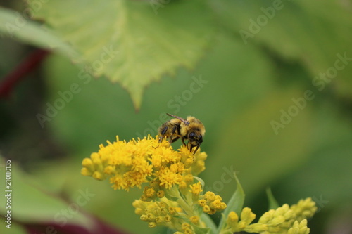 Bee's Collection © Weylin